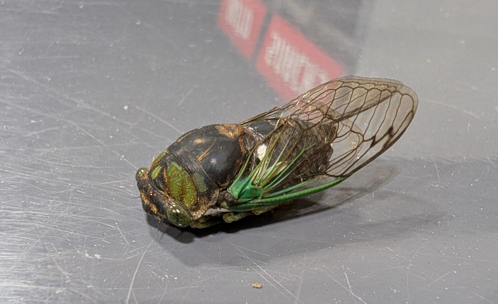 A big ole dying cicada