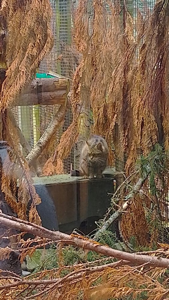 Een Schotse wilde kat met een chagrijnige blik zit in een dierentuinverblijf met veel takken van naaldbomen om haar heen