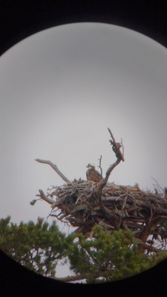 Een visarend zit op een groot nest van takken, gezien door een telescoop, voor een grijze lucht 