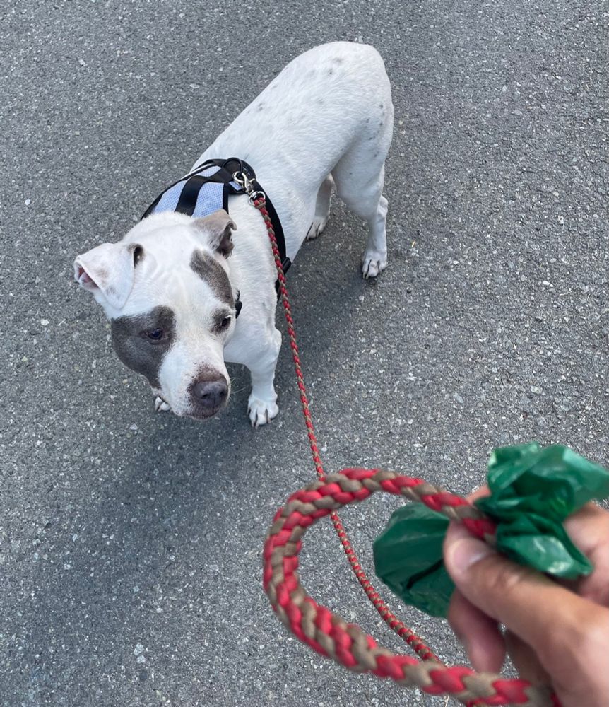 My white pittie on leash stares at a green poo bag being held in my hand after our tiny adventure. 
