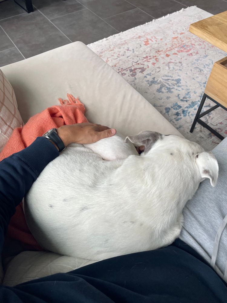 My white pittie curled up asleep next to my lap on a tan sofa. 