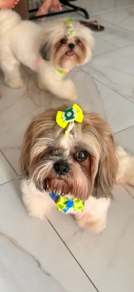 Our Shih Tzu overlord - Theo
