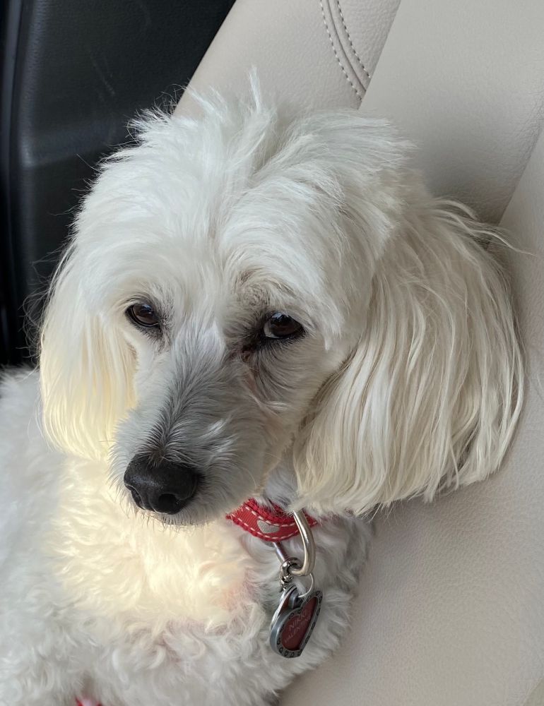 White poodle with a “come hither” look.