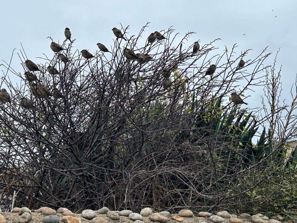 At least 20 sparrows sitting on a shrub