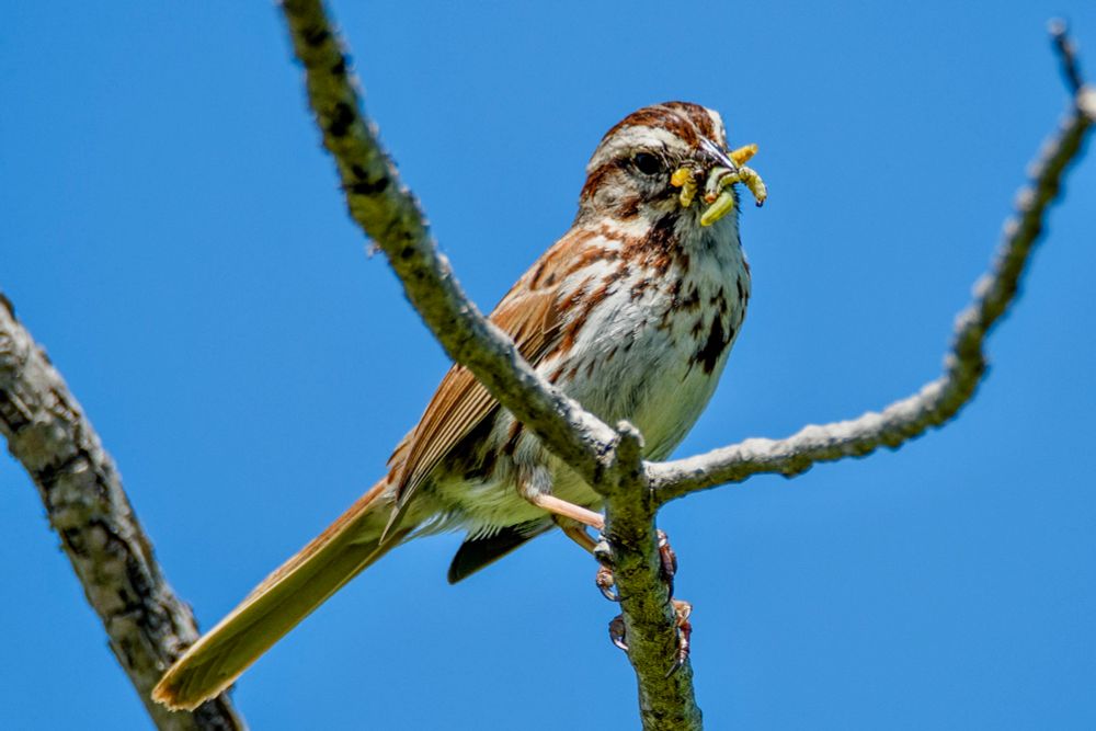A brown and white Song Sparrow, perched on a branch with a beak FULL of delightful worms