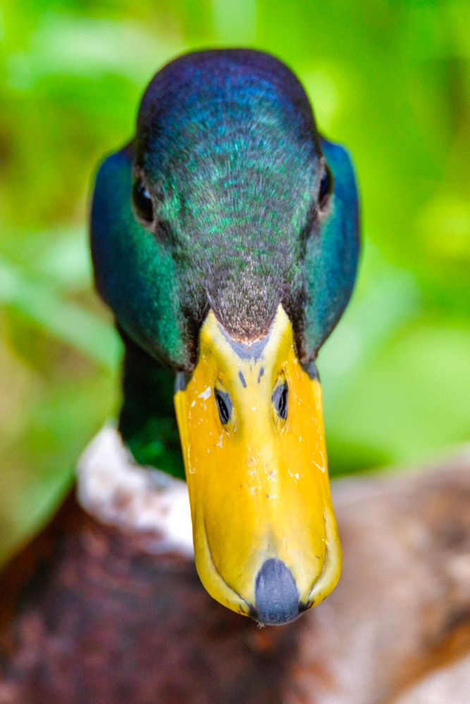 A Mallard Duck stares directly into your eyes