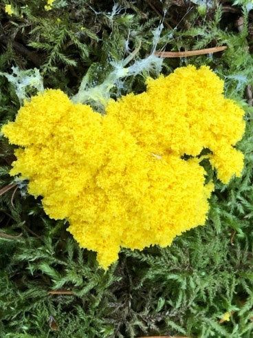 A slime mould growing on a bed of evergreen needles.