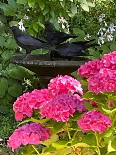 Three crows in a birdbath, surrounded by leaves in the background and pink bunches of flowers in the foreground.