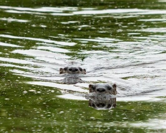 A pair of otters swimming in the river at ƛ̓éxətəm (tla-hut-um) Regional Park.