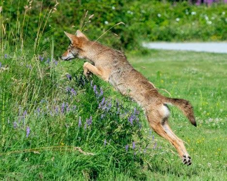 A coyote leaping toward a patch of overgrown grass and lavender flowers.