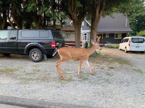 A deer in front of a truck and vans parked on a gravel driveway in front of a house.