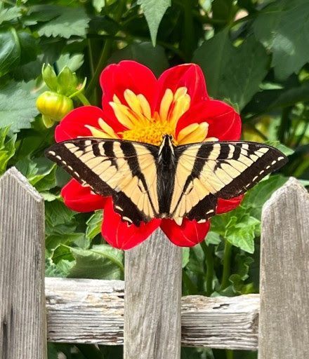 A butterfly on a red and yellow flower in front of leaves and a fence.