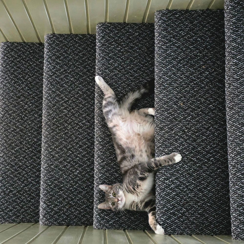 Roxanne lying on the stairs. She's a grey and white tabby cat. 