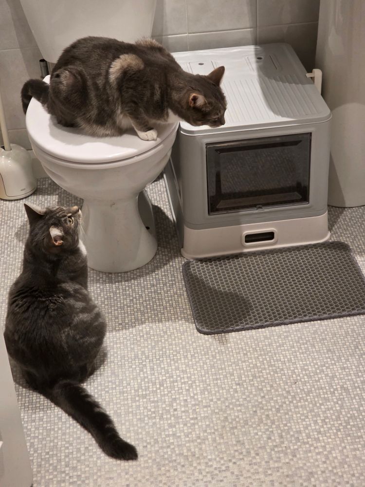 Missy on the toilet seat and Roxanne my grey tabby and white cats sniffing around their new toileting facility. 