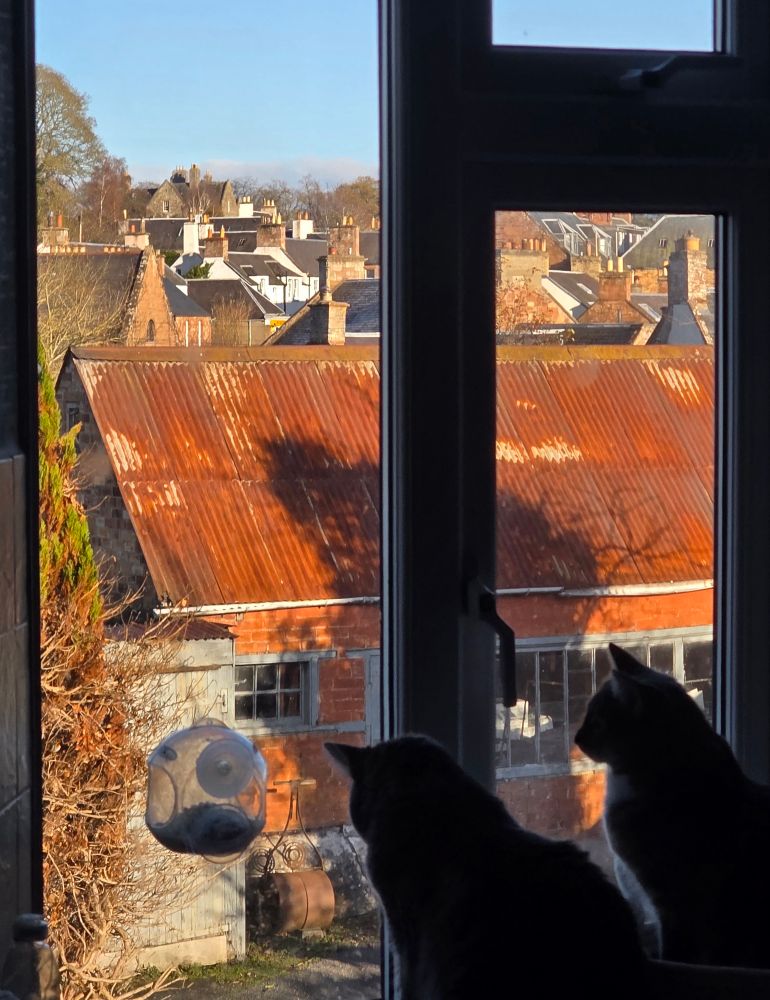 Missy and Roxanne, my cats, looking out at a sunny day through my kitchen window. 
