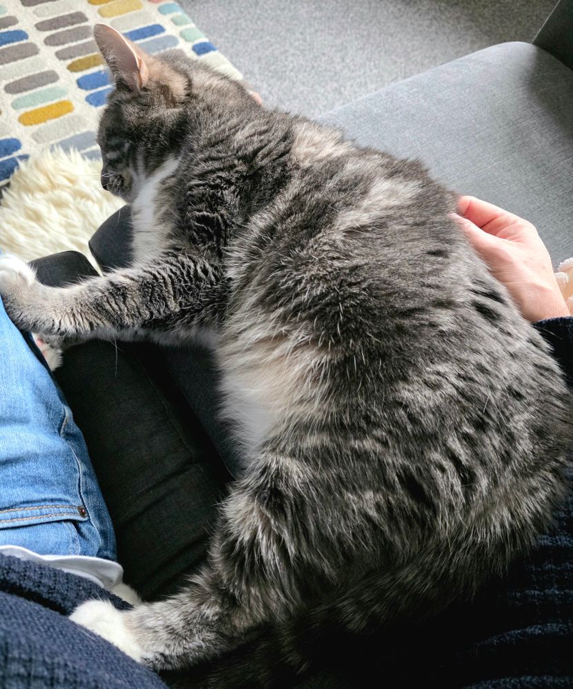 Roxanne is one big floofy stress toy