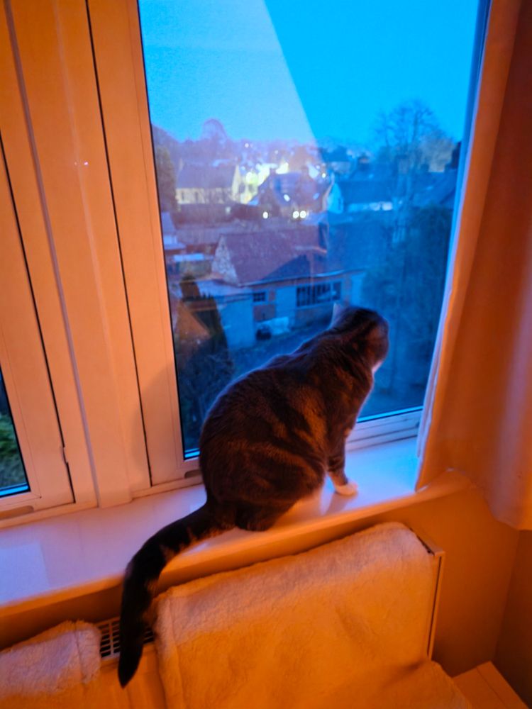 Missy the cat watching the snow out of the bedroom window. 
