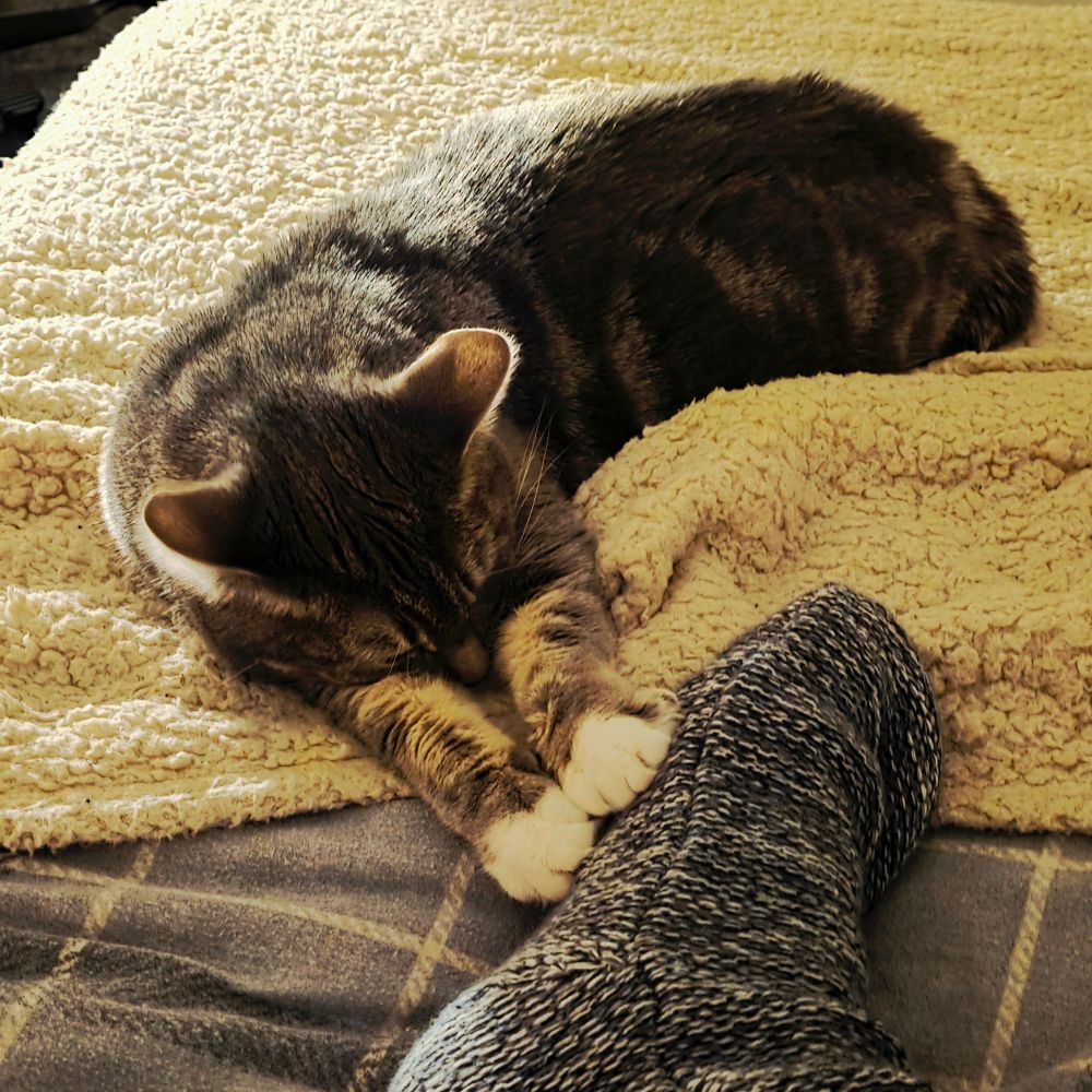 Roxanne supergirling onto my wooly socks. 