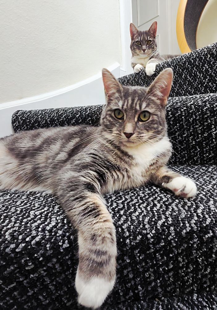 Roxanne, bottom, and Missy, top, my grey and white tabby cats lounging at the top of the stairs. 