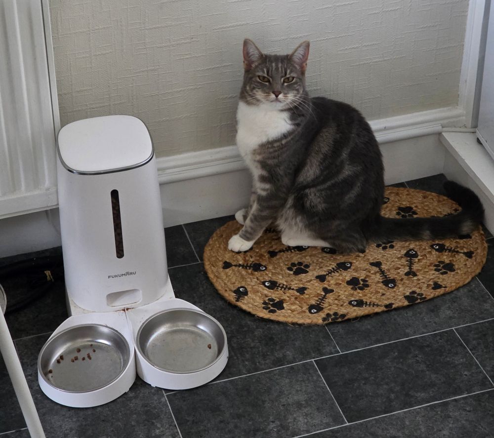 Missy sitting on a mat next to a double automatic dry cat food feeder in the kitchen. 