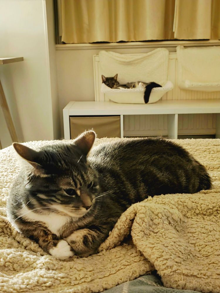 Roxanne (on the bed) and Missy behind in a radiator bed, my grey and white tabby cats. 