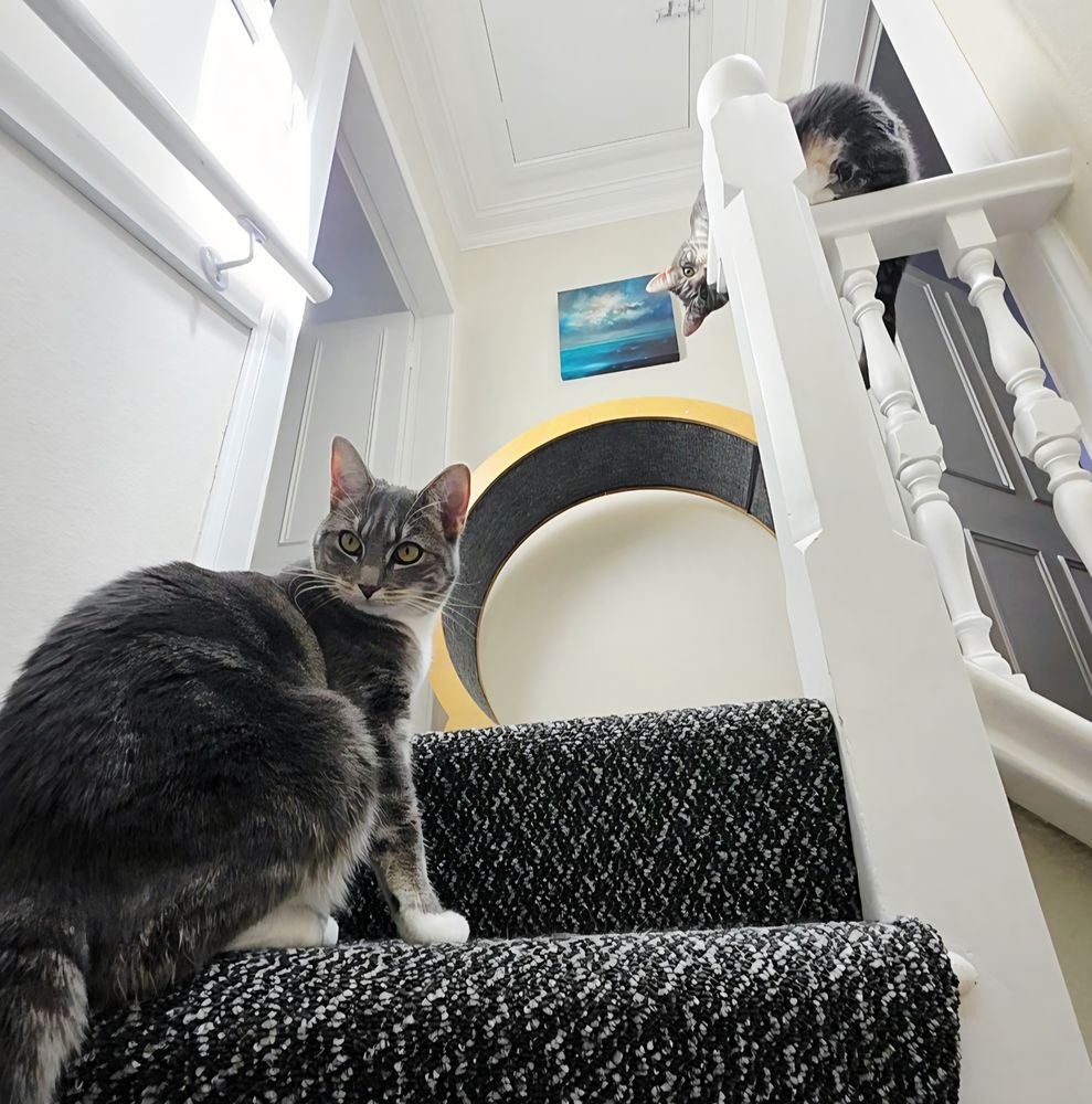 Missy on the step, Roxanne above. 