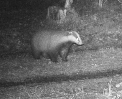 B&W picture of a badger, exposing its front right. The eye reflects the IR light from the camera. In the background is a mossy tree stump.