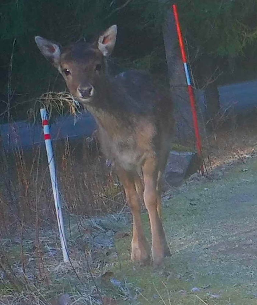 A deer is looking straight into the camera. It's standing on a grassy path in front of some trees and a road. The sun is low from behind and left.