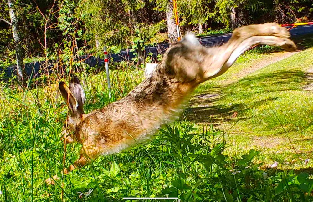 A hare is landing after a huge jump. Its front paws are down in the tall grass, its hind legs stretched out high backwards, and the tiny trail straight up.