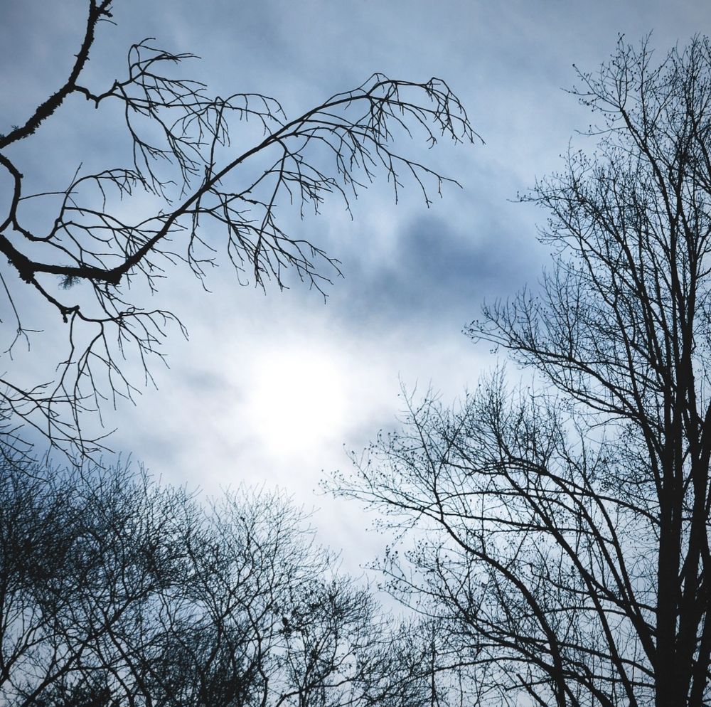 Picture of the sky. It's full of white and blue-gray clouds, bare limbed trees frame the sun, which is hazy behind the clouds. 