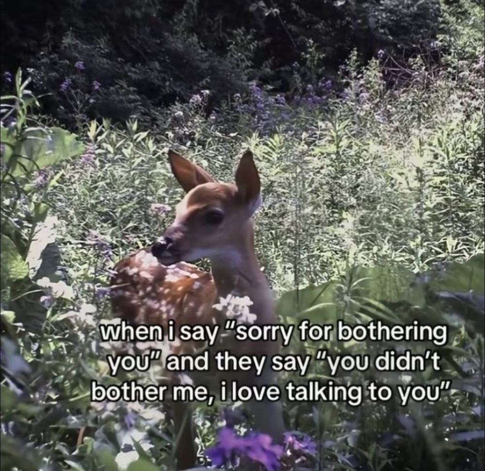 A spotted fawn surrounded by flowers and the text “When I say “Sorry for bothering you.” And they say “You didn’t bother me, I love talking to you!”