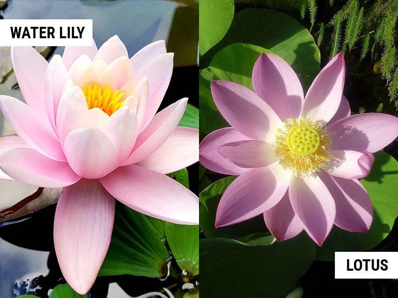 Image of a blooming water lily next to a blooming lotus to illustrate the difference, which was super important to an internet pedant who couldn't pass up the opportunity to correct a stranger about a point that literally no one actually cares about. They look excruciatingly similar, and it changes nothing about the original post. Don't change, Internet and your pedants, it's nice to know something is consistent in this world. 