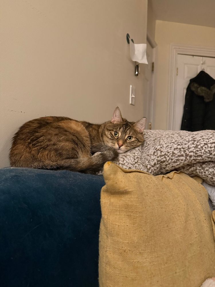 Tabby cat laying on the back of the couch while using a folded blanket as a pillow. 