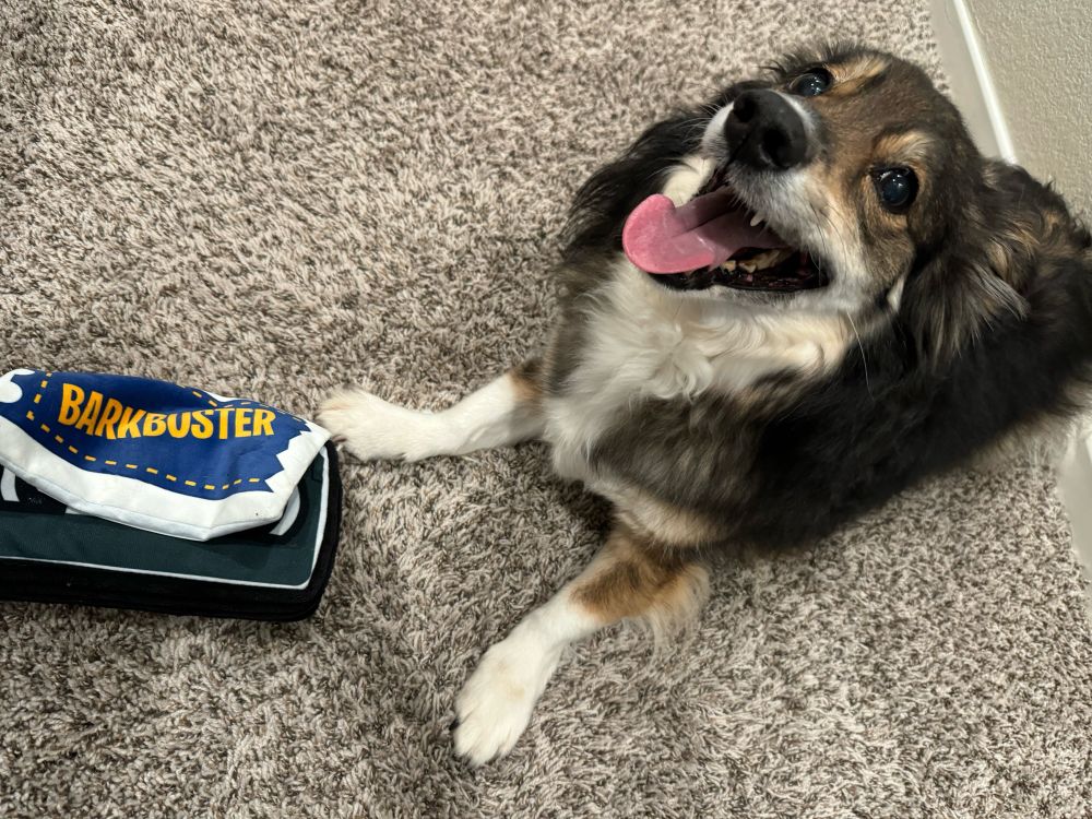 Steven racking up late fees with his Barkbuster chew toy.