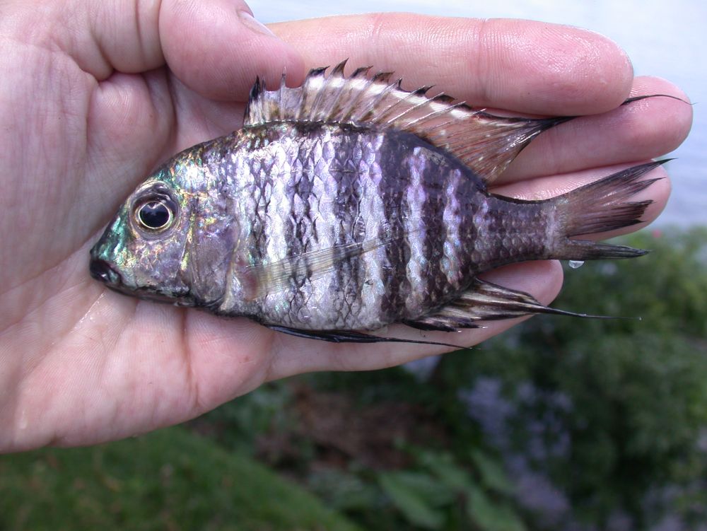 A deep water Lake Malawi cichlid fish - Lethrinops 'gossei white bar' from Nkhata Bay