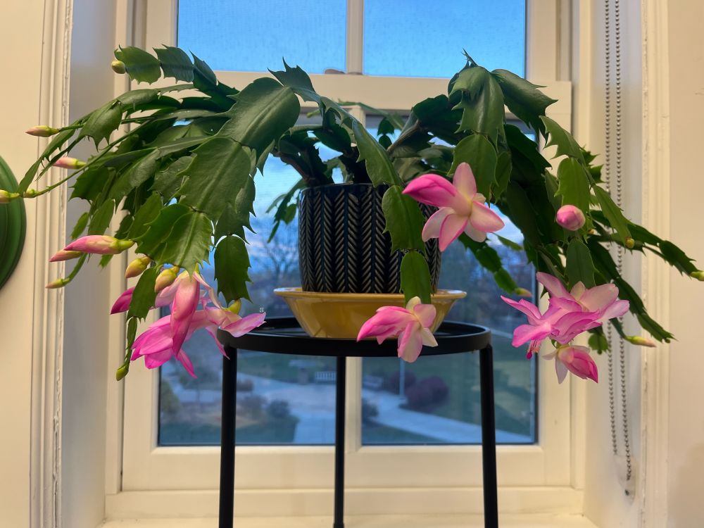 A Christmas cactus with lots of pink blossoms