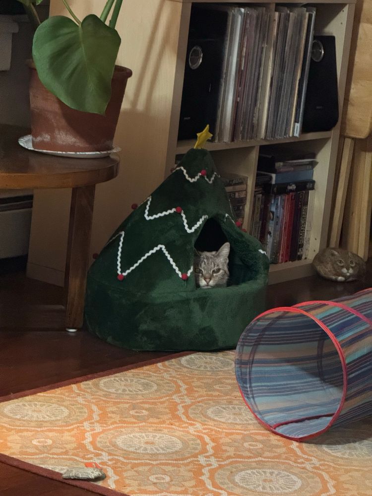 Small cat with blue eyes sitting inside a Christmas tree bed, absolutely pleased with herself