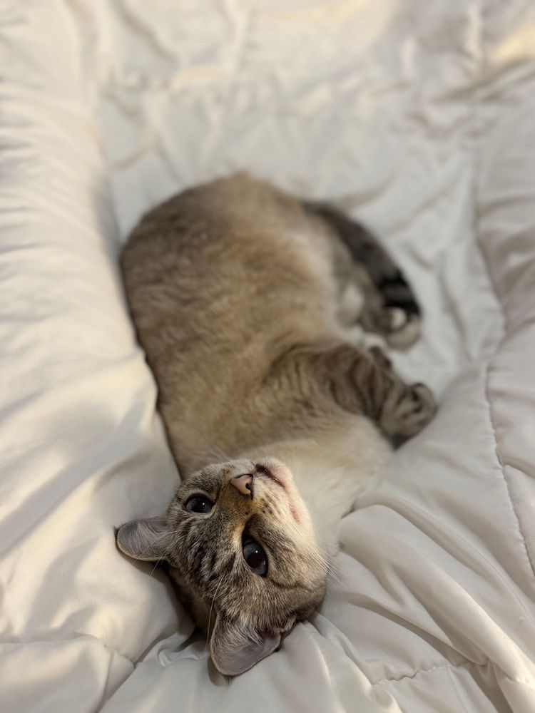 Small cream colored cat lounging comfortably on a white blanket, looking up
