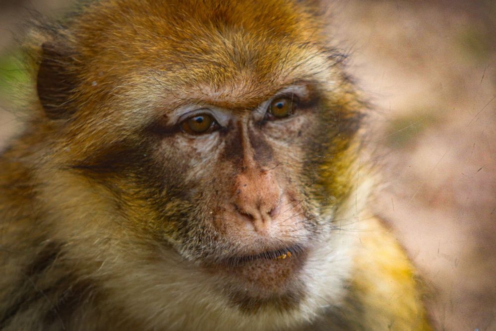 A pic of a monkey.