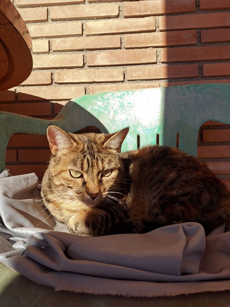 A cat sitting in a chair.