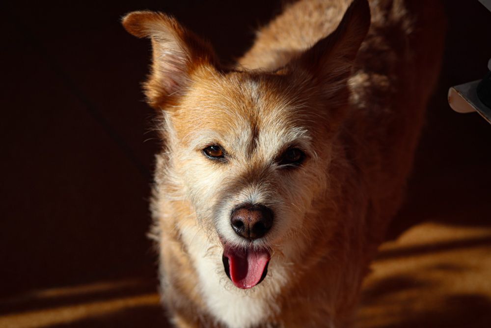 A dog looking at the camera.