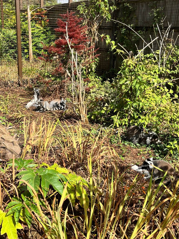 Lemur family enjoying the sun