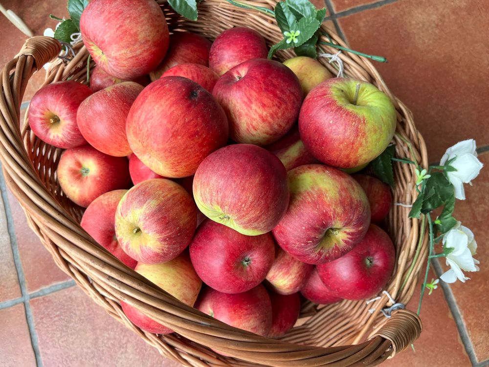 A basket of freshly picked red apples