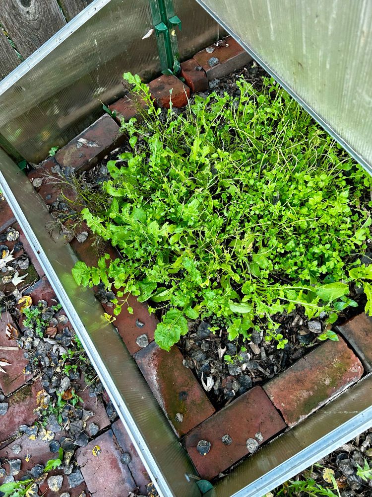 Salad greens in a cold frame ravaged by slugs or caterpillars or maybe Godzilla. 
