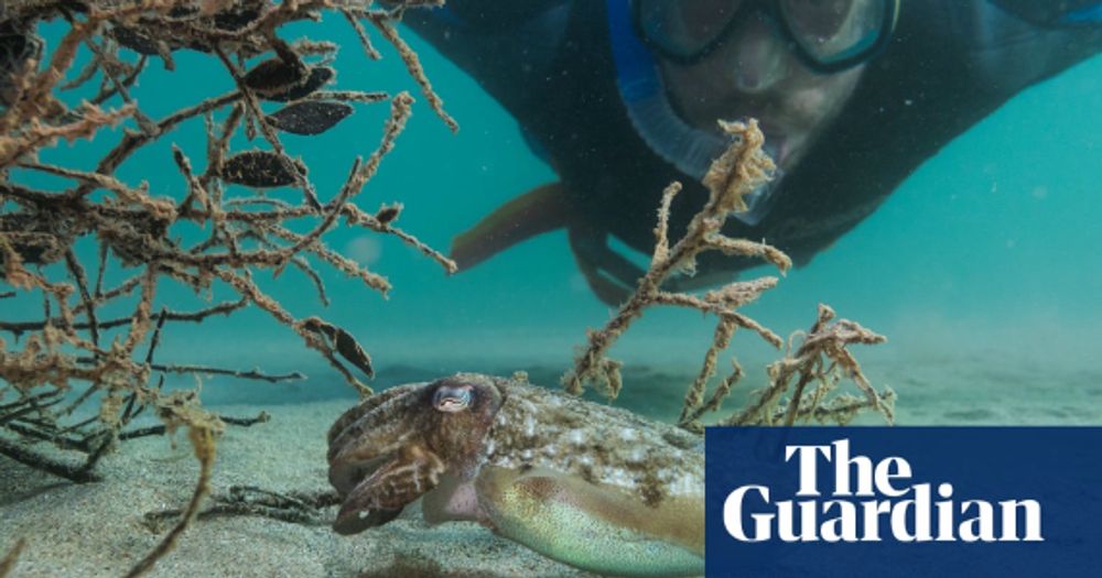 ‘We look to the past to move forward’: the ancient method boosting cuttlefish numbers in the Mediterranean