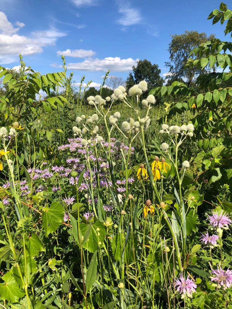 Tallgrass prairie, blue skies with a few clouds; there are many species of grass and flowers as tall as me in many colors such as pink and white yellow and purple (and green of course)
