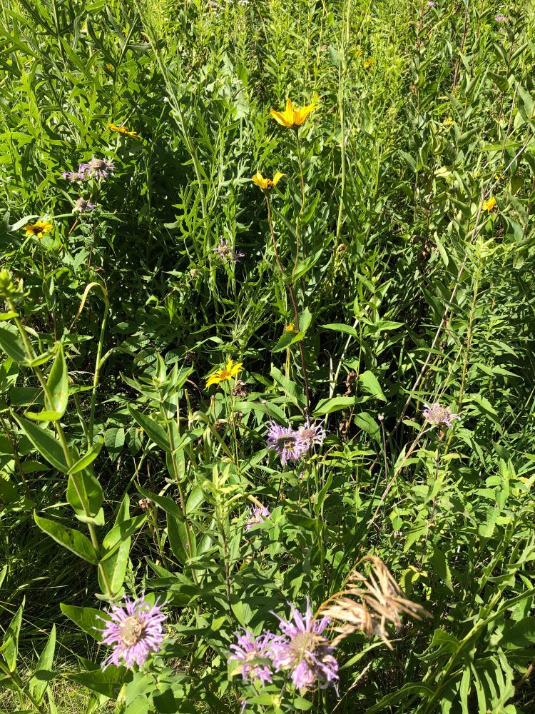 Close up; nested in the grasses. Can see some detailed grass species and little purple and yellow flowers 