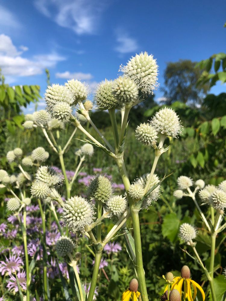 Mostly a close-up of some big weird alien-looking white kind of spiky things (like kind of a bloom?) on a grass species, with also some purple and yellow flowers and blue skies with wispy clouds 
