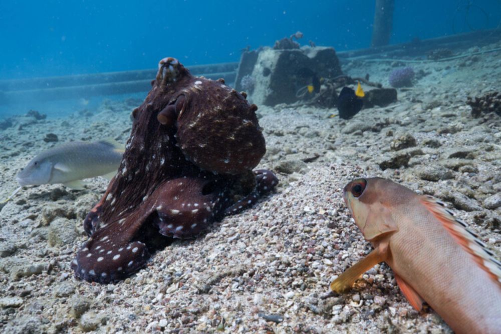 Octopuses recorded hunting with fish — and punching those that don't cooperate