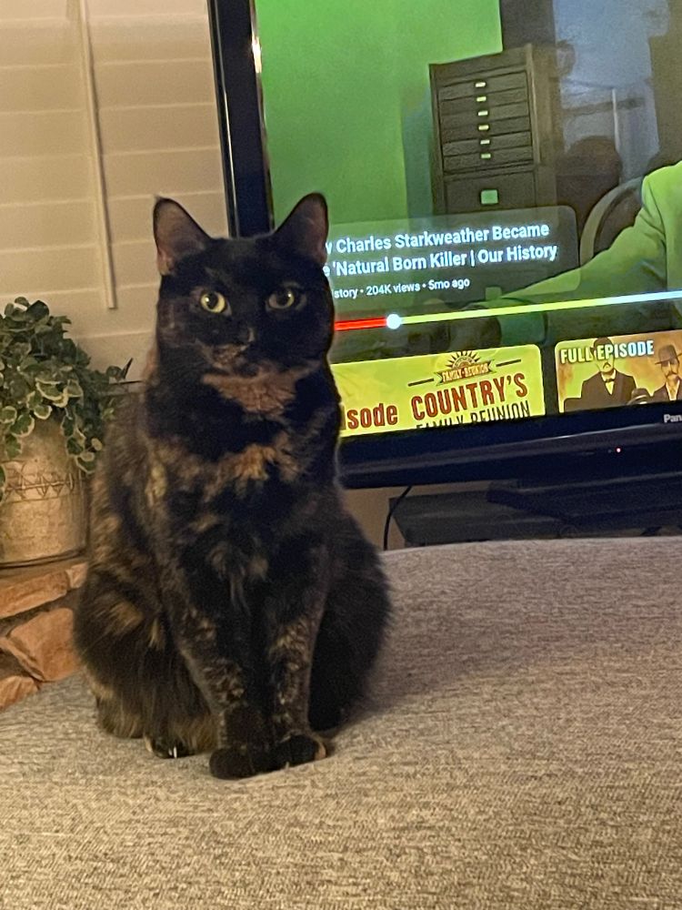 BB the tortoiseshell cat is sitting regally upright on an ottoman, and a YouTube video about a serial killer is on TV